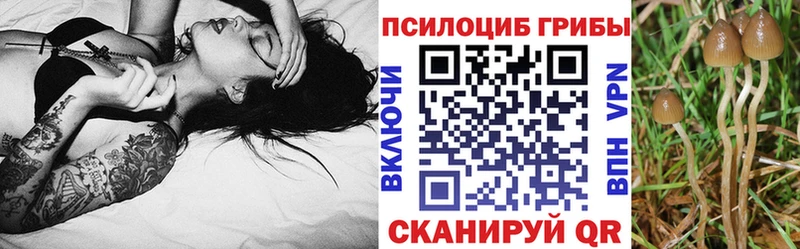 mega как войти  Димитровград  Псилоцибиновые грибы Cubensis 